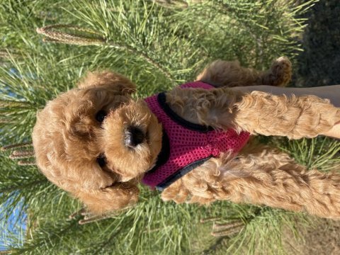 Poodle güzel yavrum