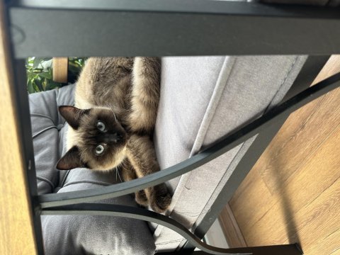 22 haziran doğumlu erkek british shorthair yavru