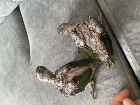 Gökkuşağı lori takım yavru garantili