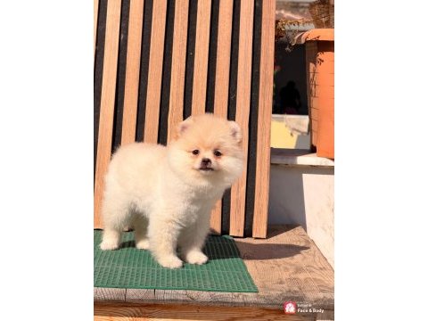 Ayı surat pomeranian boo bebeklerimiz