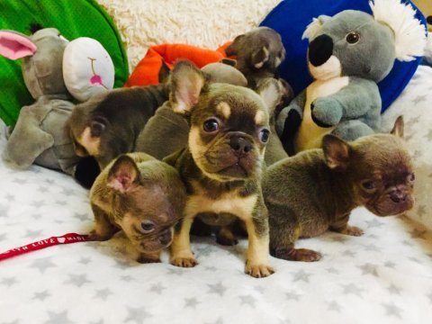 Anatomi harikası lilac tan french bulldog bebeklerimiz