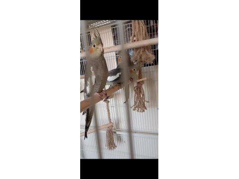 2 aylık erkek yavru yerli üretim sultan papağanı
