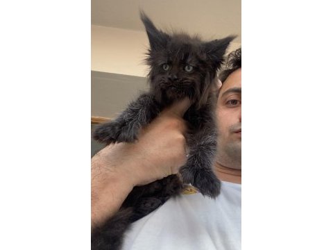 Polydactly 6x6x6x6 erkek maine coon yavru
