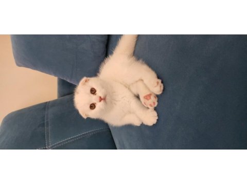 2.5 aylik scottish fold güzellik