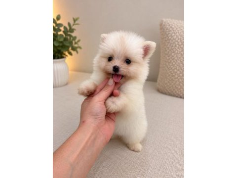 Pomeranian teacup bebeğimiz 