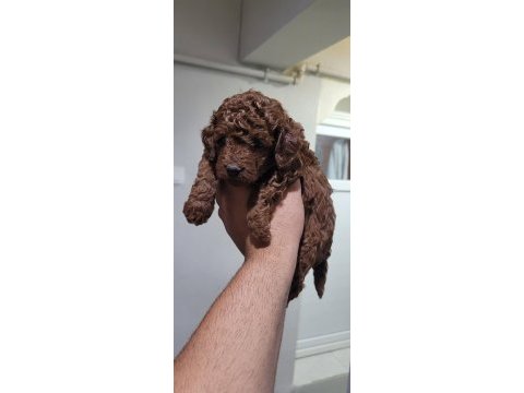 Kore toy poodle teacup