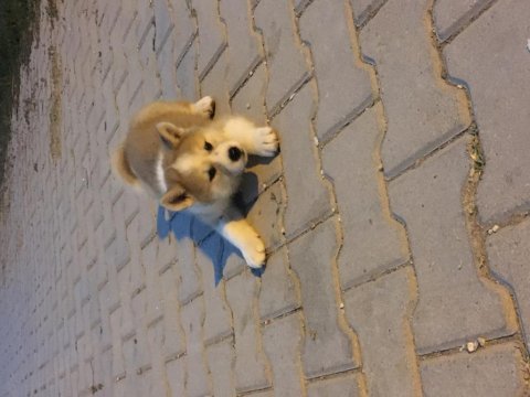 Japon akita inu