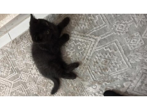 Eğitimli 2.5 aylık kedimiz