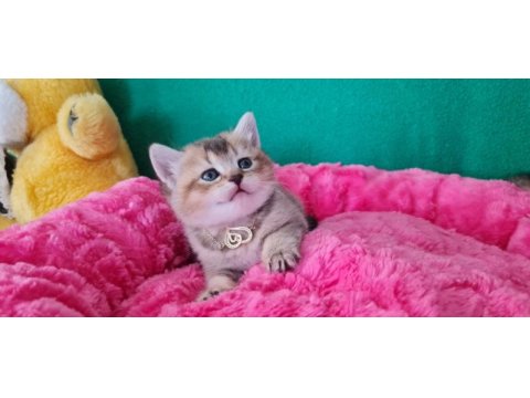 Golden british shorthair yavrularımız hazır