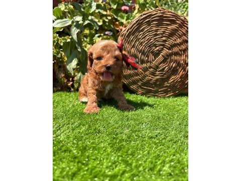 Sevimli maltipoo yavrumuz yeni yuvasını arıyor