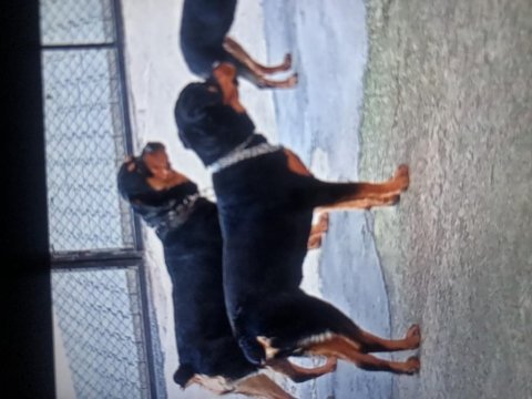 Sahibinden rottweiler