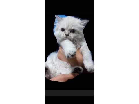 Eğitimleri tamam yeni evini bekliyor