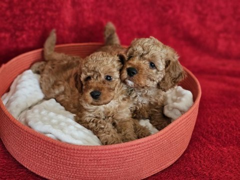 Scrli babadan ev üretimi f3 maltipoo yavrularımız