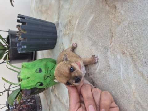 Chihuahua yavrumuz