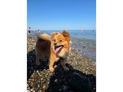 Sevimli erkek pomeranian