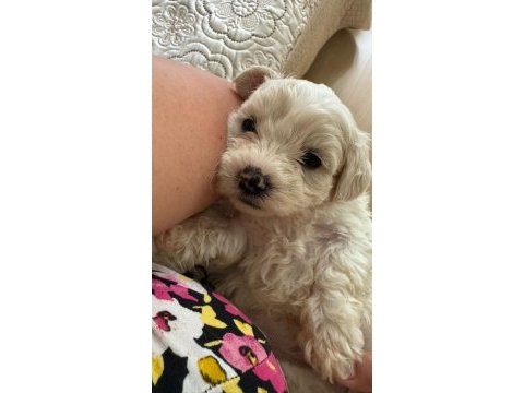 40 günlük sıfır numara terrier