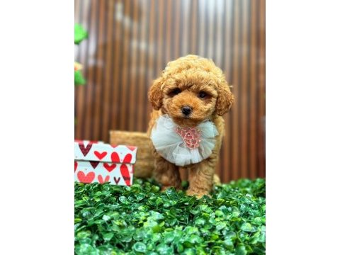 Şeker tadında maltıpoo