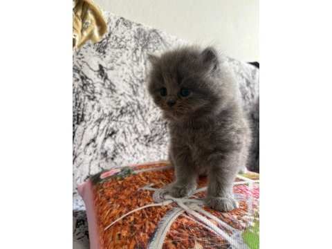 Yavru kedilere sıcacık yuvalar arıyoruz!