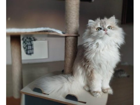 British longhair erkek