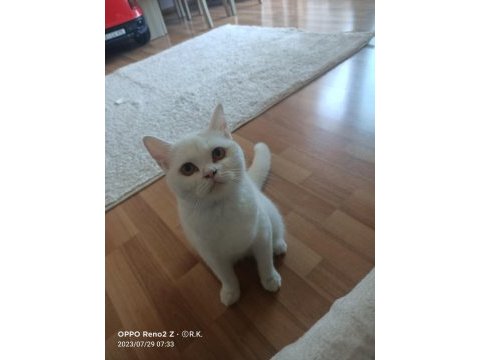 British shorthair kedim sahiplendirilecektir