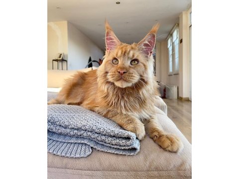 Show class xl mainecoon red erkek