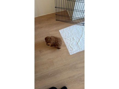 Toy poodle erkek 2 aylık