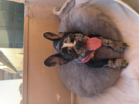 3 aylık erkek tuvalet eğitimli merle french bulldog