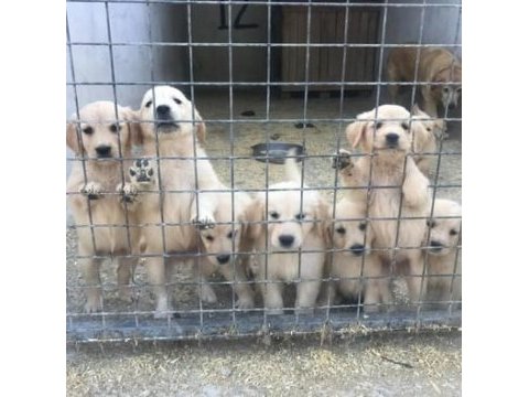 Golden retriever