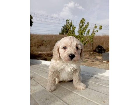 2.5 aylık maltipoo yavruma yuva arıyoruz