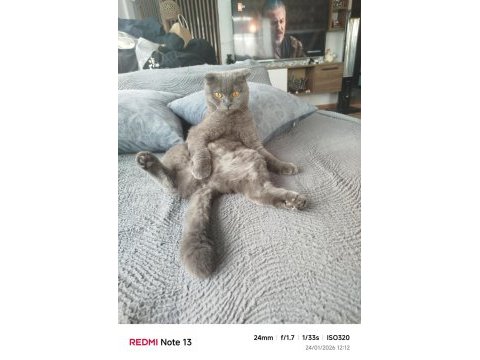 Scottish fold kızımıza erkek eş aranıyor