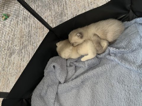 Blue point erkek british shorthair bebeğim