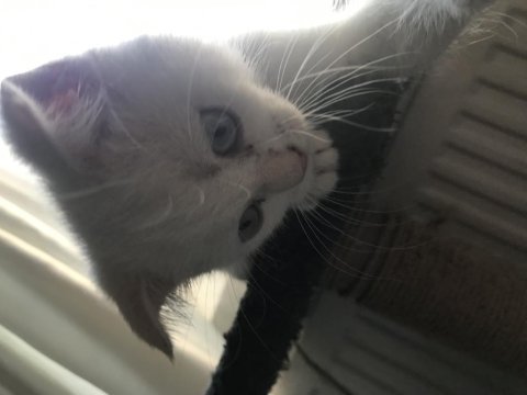 65 günlük scottish fold yavru