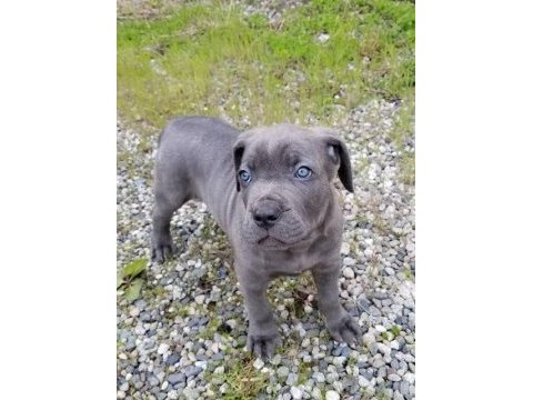 Mavi gözlü blue cane corso bebekler erkek ve dişi
