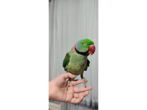 4 yaşında alexander erkek papağanımız