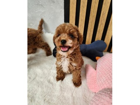 Sevimli maltipoo  yavrularımız 