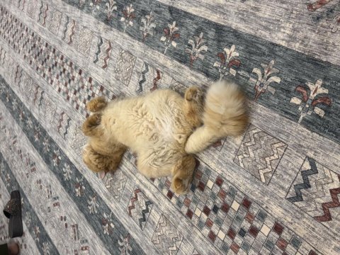 Kısır erkek longhair aşılı ve tüm eşyalarıyla