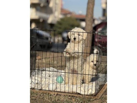 Sıfır numara maltese bebekler
