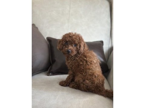 Yüz yapısı muhteşem toy poodle bebekler