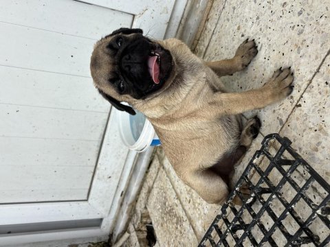 Erkek pug mops yavrusu