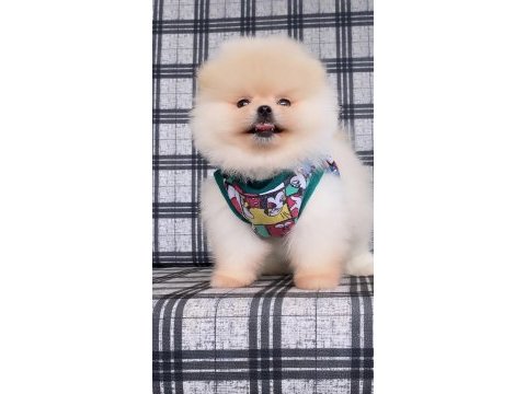Pomeranian boo ayı yüz