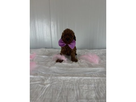 Korekan poodle bebekler