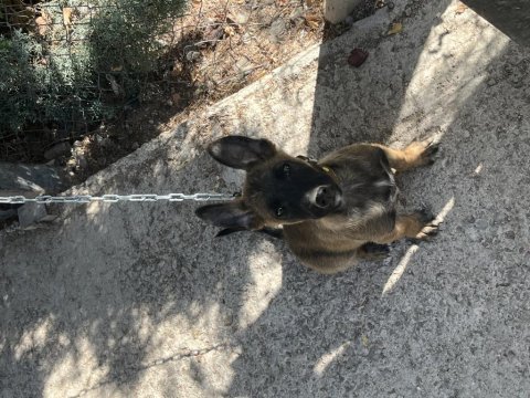 35 günlük belçika kurdu yavrular