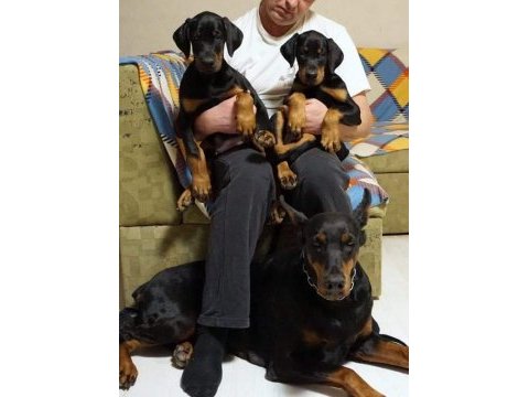 Kıng doberman yavruları