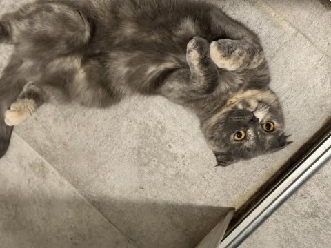 2 yaşında sakin sevimli cana yakın scottish fold