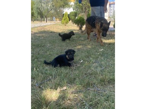 A kalite k9 alman kurdu yavruları