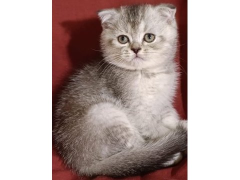 Veterinerden scottish fold yavruları