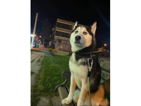 3 yaşında aşıları eğitimi tam husky
