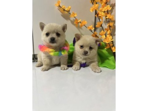 Teacup şivava bebekler