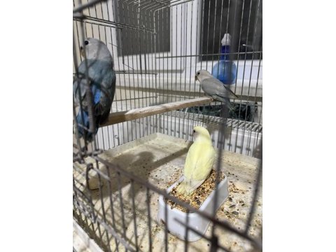 Yavru sevda papağanları