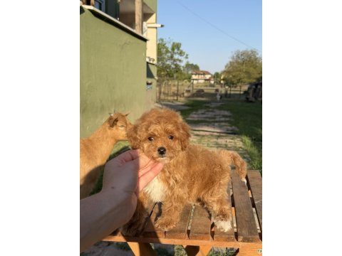 Mini boy maltipoo kızımız